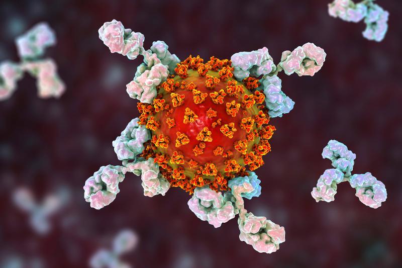 SARS-CoV-2 mit Antikörpern (Quelle: Kateryna Kon / Shutterstock)