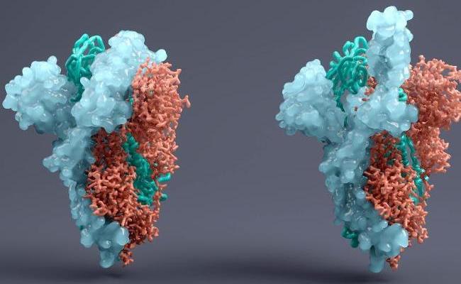 Spike-Protein SARS-CoV-2  (Quelle: Viaframe/Corbis/GettyImages)