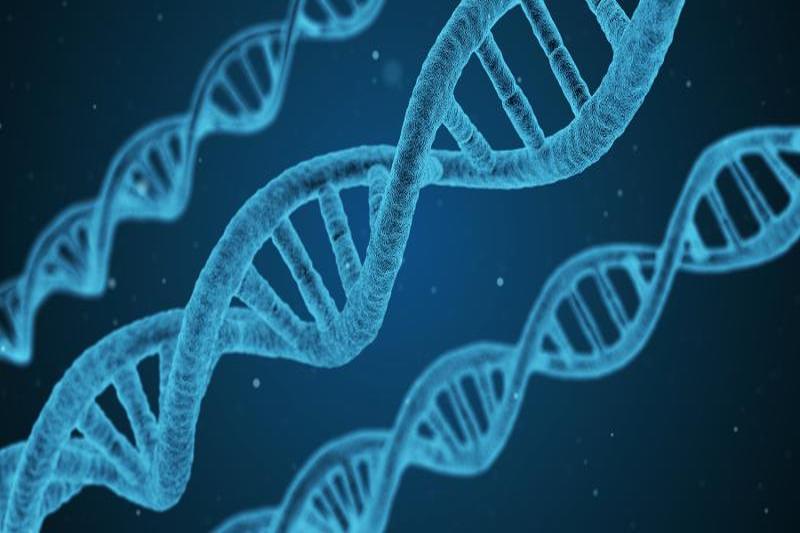 DNA (Source: Qimono / Pixabay)
