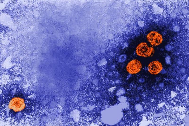 Hepatitis B Viruses (Source: Escin Palmer / CDC) 