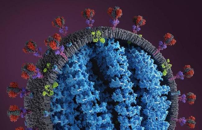 Spike protein on surface of SARS-CoV-2 (Source: S.Myshkovsky/photodisc/Gettyimages) Spike protein on surface of SARS-CoV-2 (Source: S.Myshkovsky/photodisc/Gettyimages)