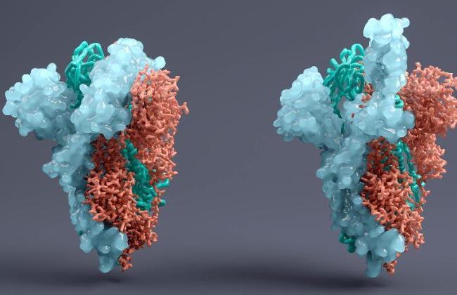 Spike protein SARS-CoV-2  (Source: Viaframe/Corbis/GettyImages)